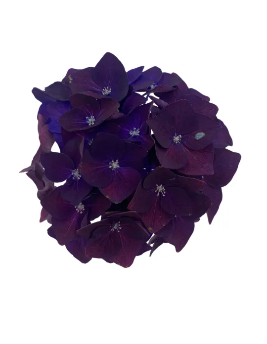 ♡Hydrangea4936さま♡ One Floral | Deep Purple™